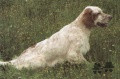 Setter Anglais UVEE DU BEC ÉTOILE Setter Anglais UVEE DU BEC ÉTOILE